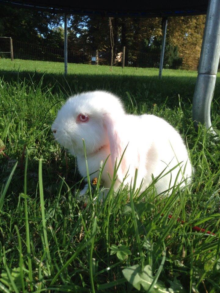 Kanin Hybens Nice Things billede 1