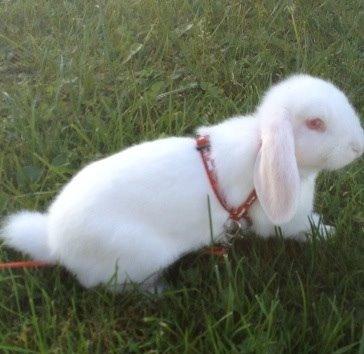 Kanin Hybens Nice Things billede 3