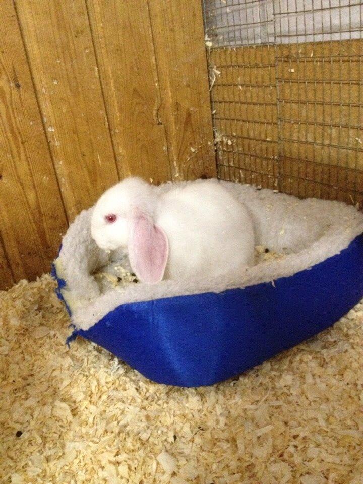 Kanin Hybens Nice Things billede 2