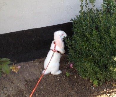 Kanin Hybens Nice Things billede 4