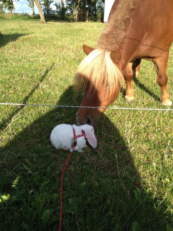 Kanin Hybens Nice Things billede 6