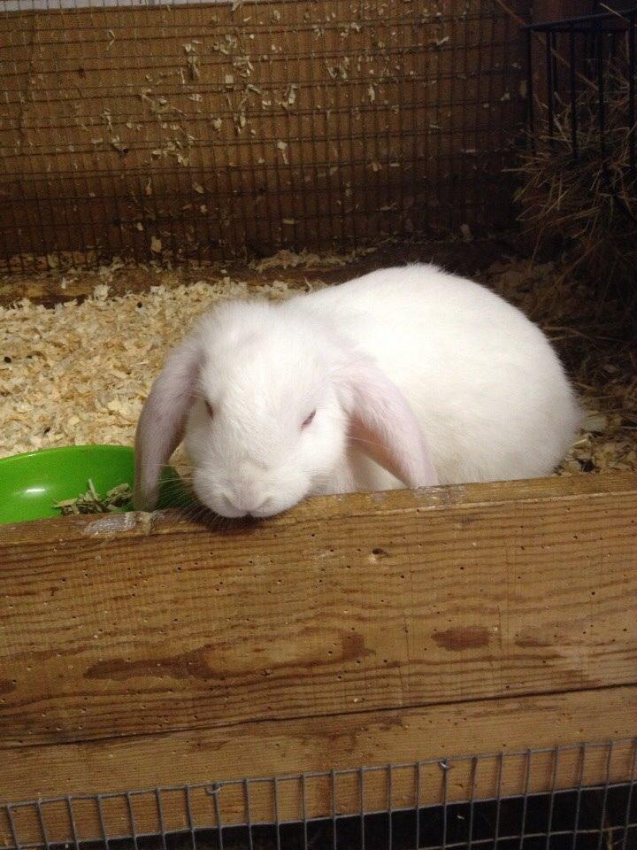 Kanin Hybens Nice Things billede 7