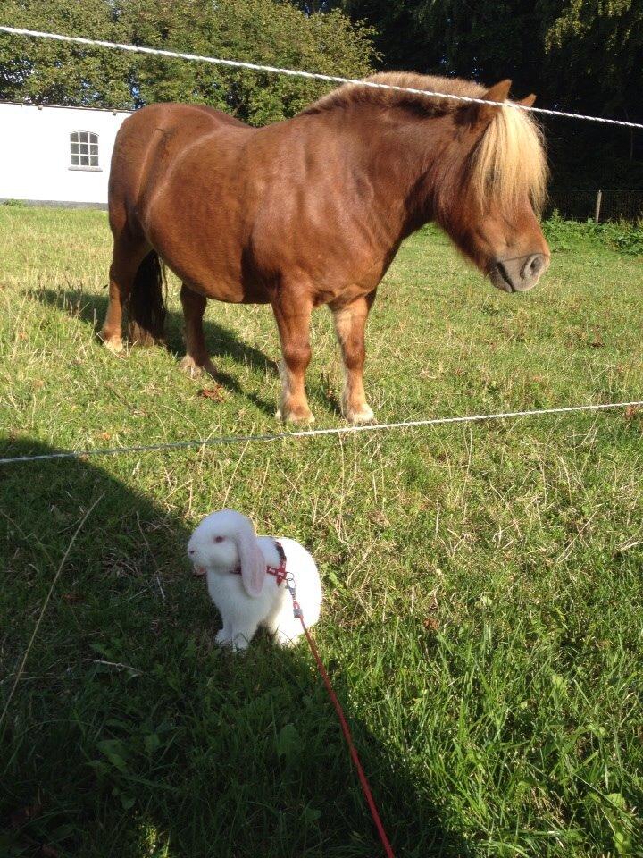 Kanin Hybens Nice Things billede 5