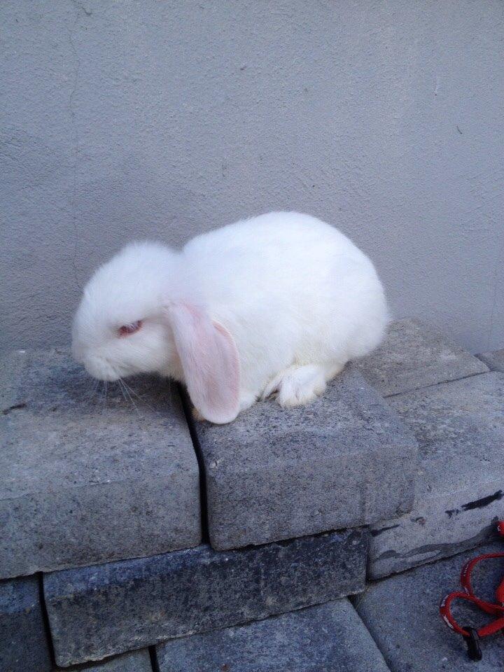 Kanin Hybens Nice Things billede 8