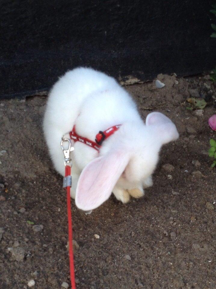 Kanin Hybens Nice Things billede 9