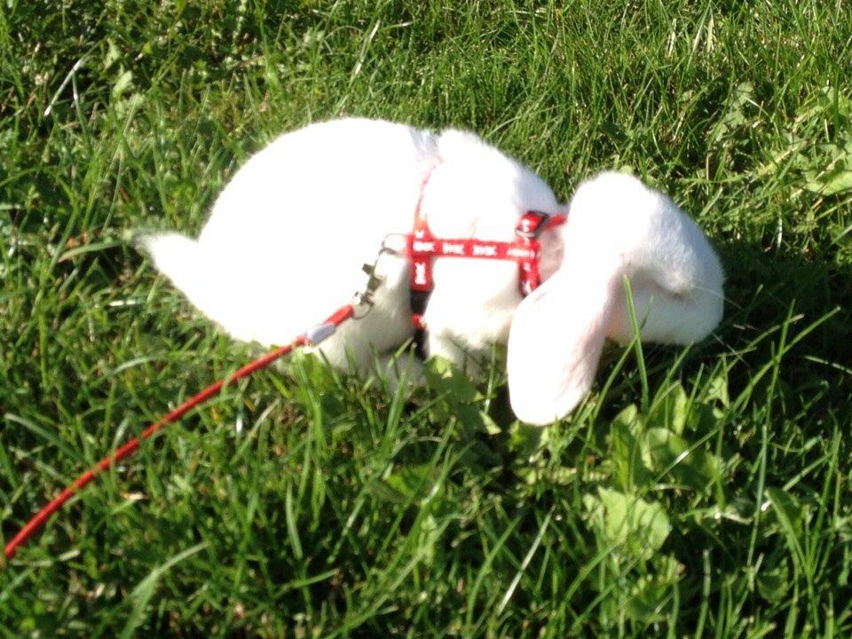 Kanin Hybens Nice Things billede 10