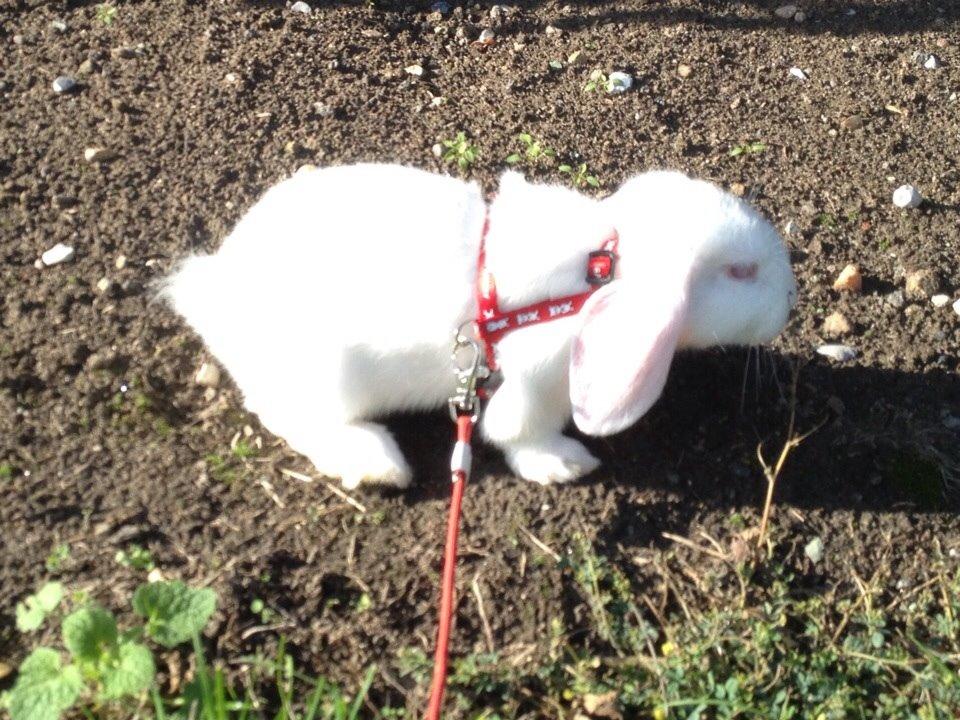 Kanin Hybens Nice Things billede 11