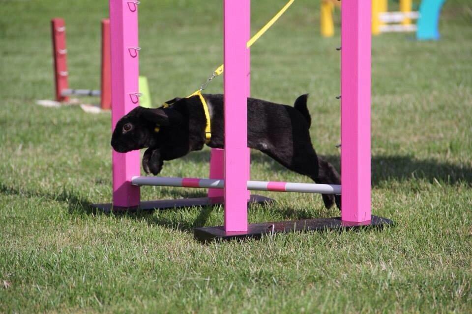 Kanin Brocks Arks Diablo billede 1