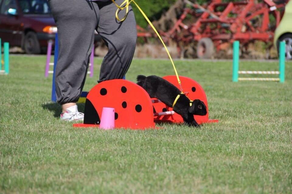 Kanin Brocks Arks Diablo billede 2