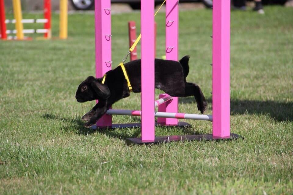 Kanin Brocks Arks Diablo billede 3