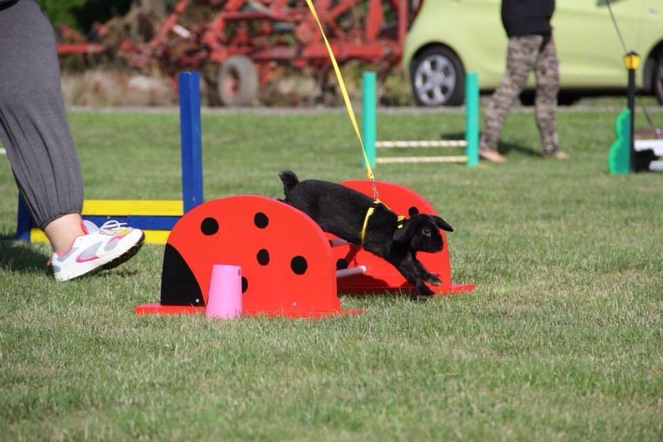 Kanin Brocks Arks Diablo billede 4