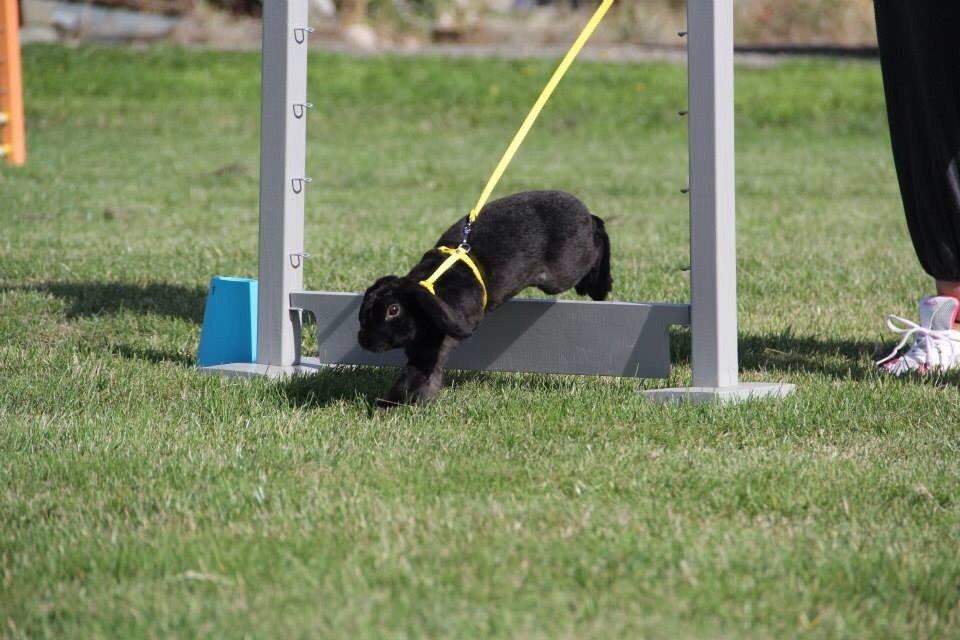 Kanin Brocks Arks Diablo billede 5