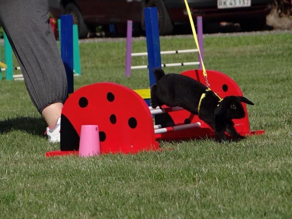 Kanin Brocks Arks Diablo billede 6