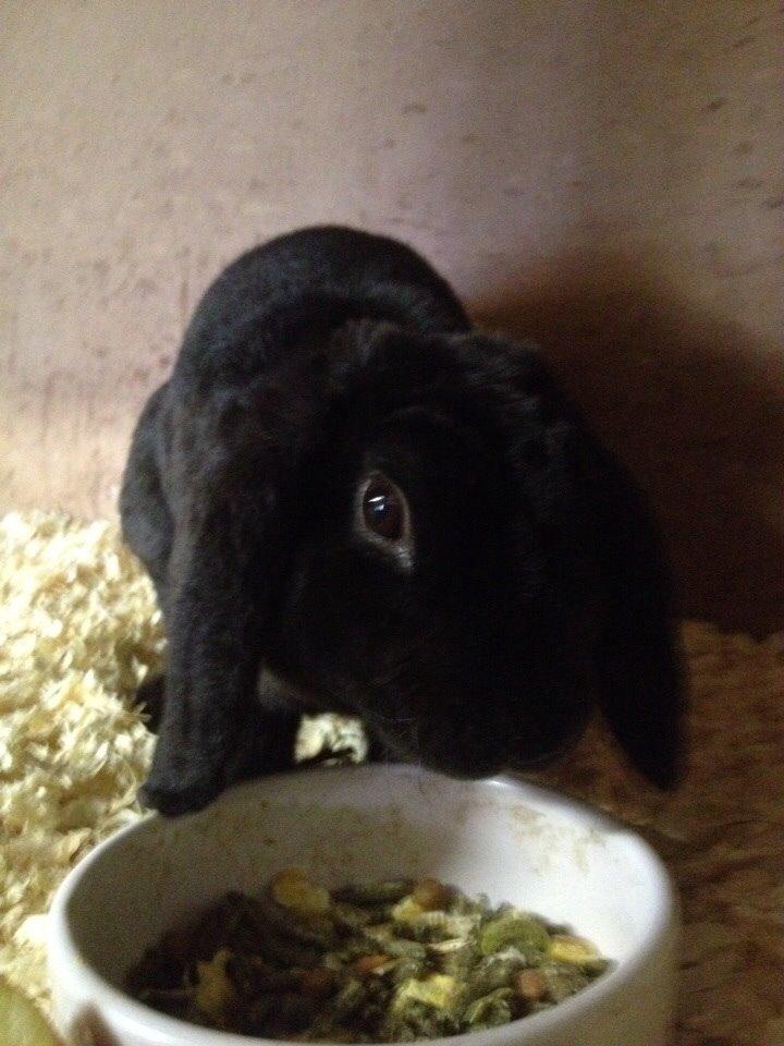 Kanin Brocks Arks Diablo billede 7