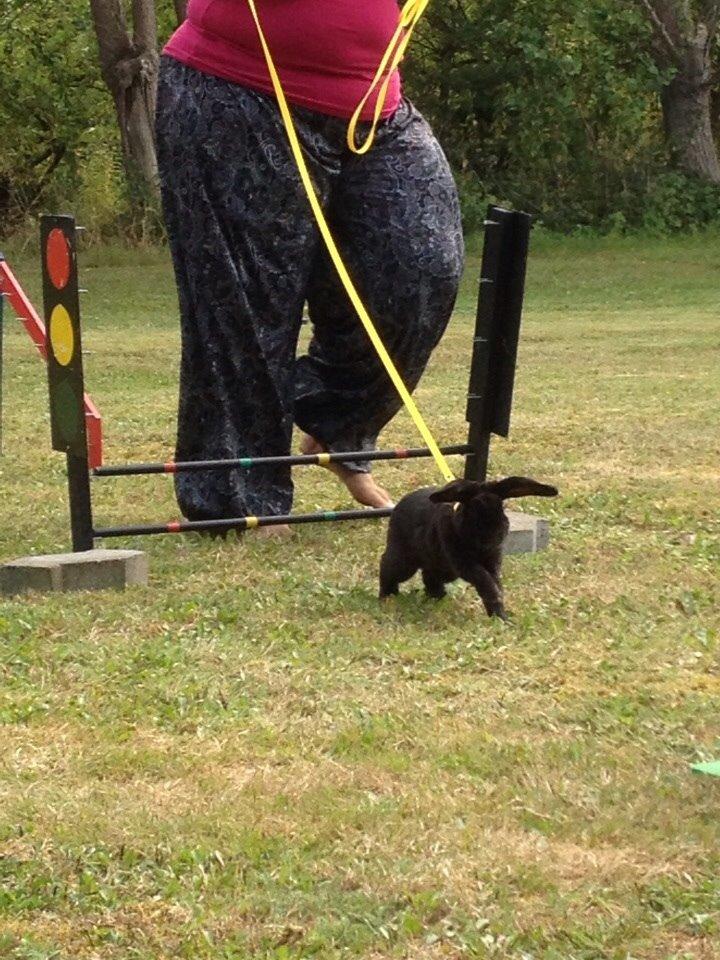 Kanin Brocks Arks Diablo billede 9