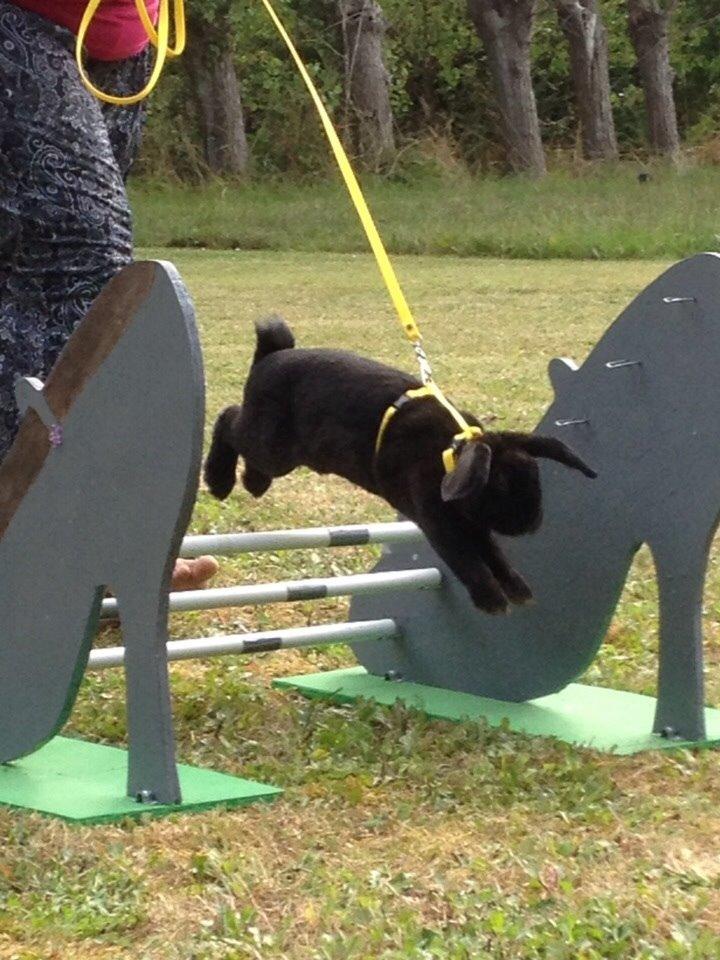 Kanin Brocks Arks Diablo billede 10