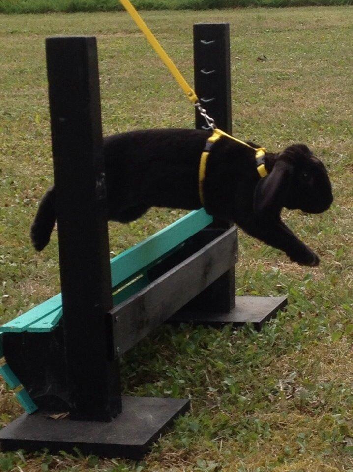 Kanin Brocks Arks Diablo billede 11