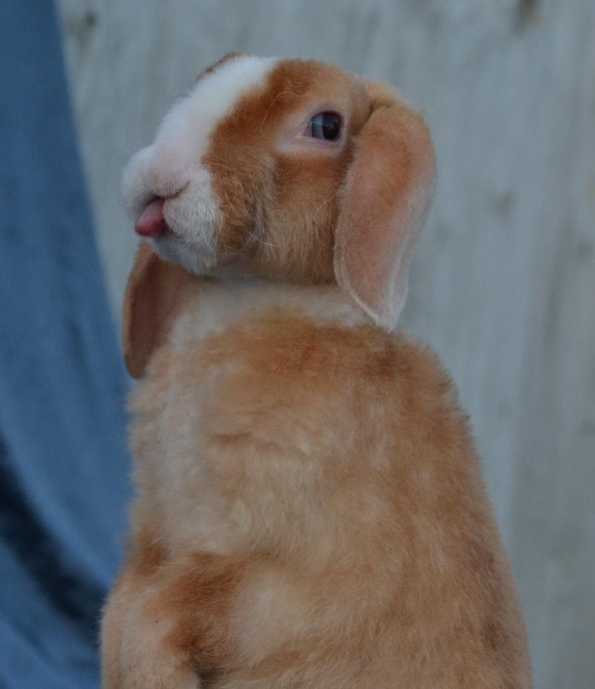 Kanin Ministalds Tellus billede 21