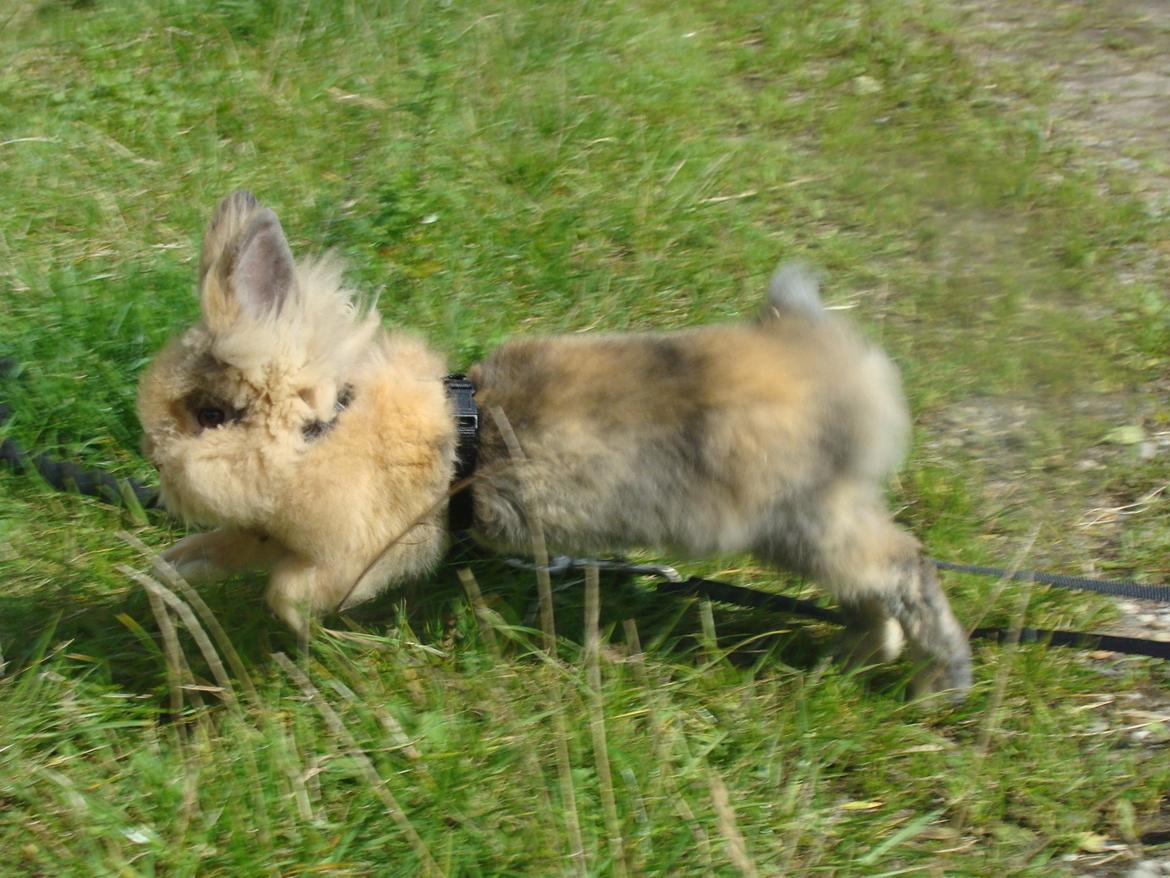 Kanin Fluffy billede 3