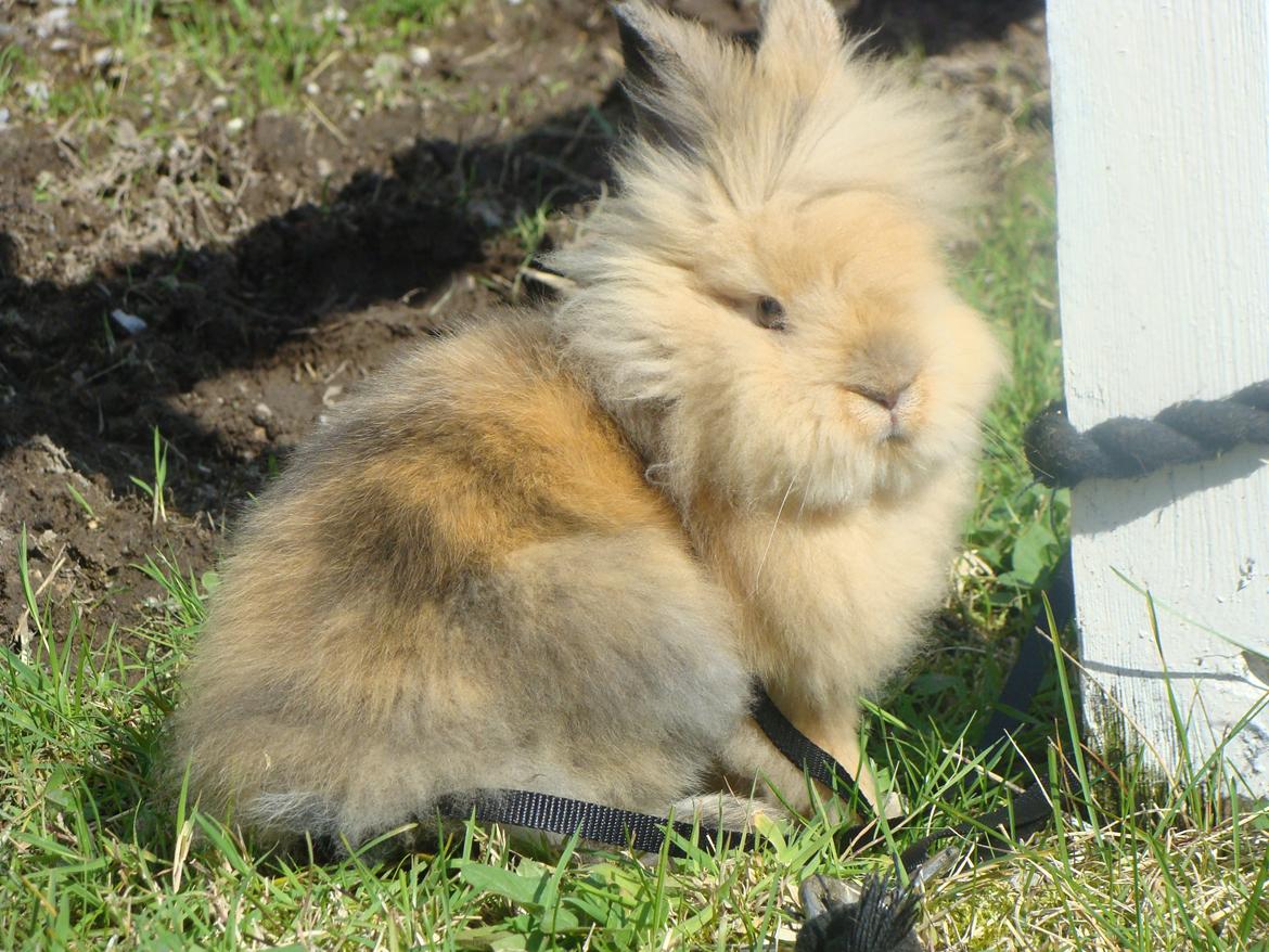 Kanin Fluffy billede 6