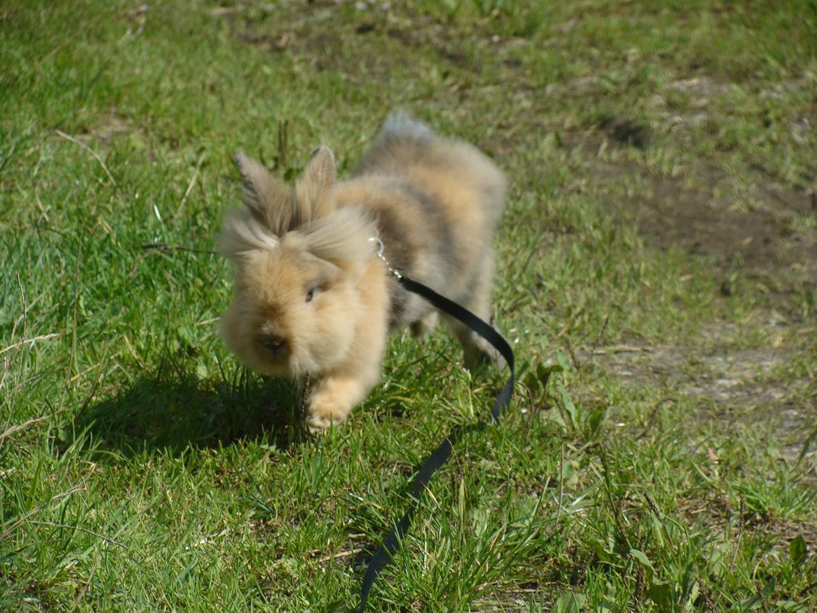 Kanin Fluffy billede 8