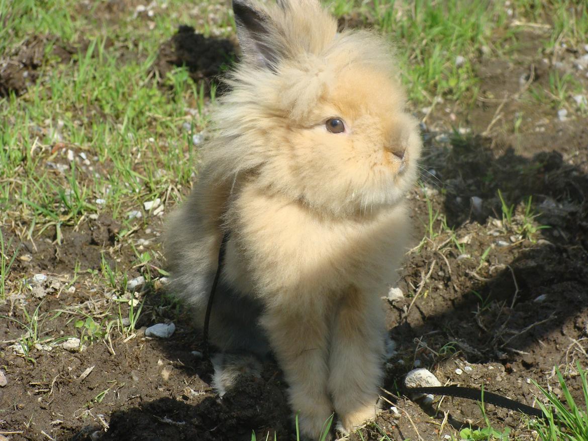Kanin Fluffy billede 5
