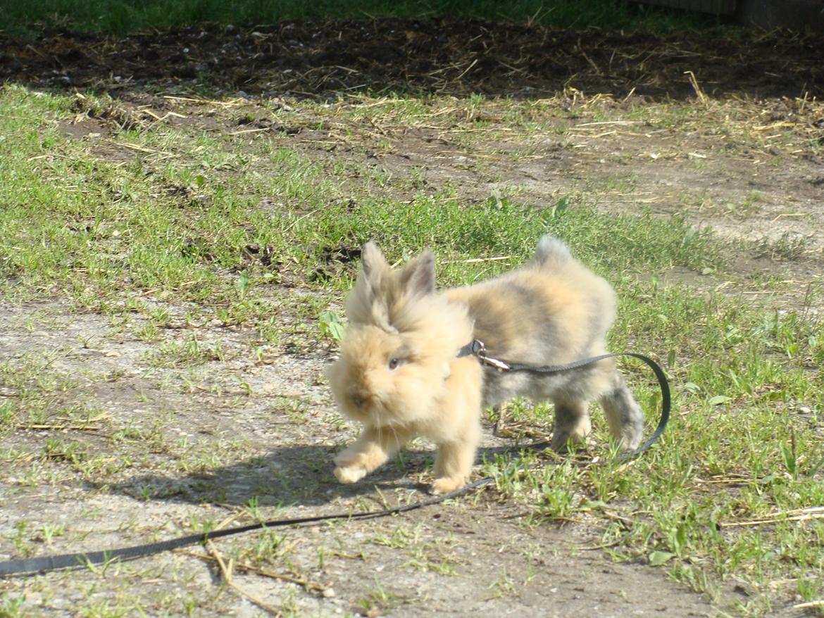 Kanin Fluffy billede 11