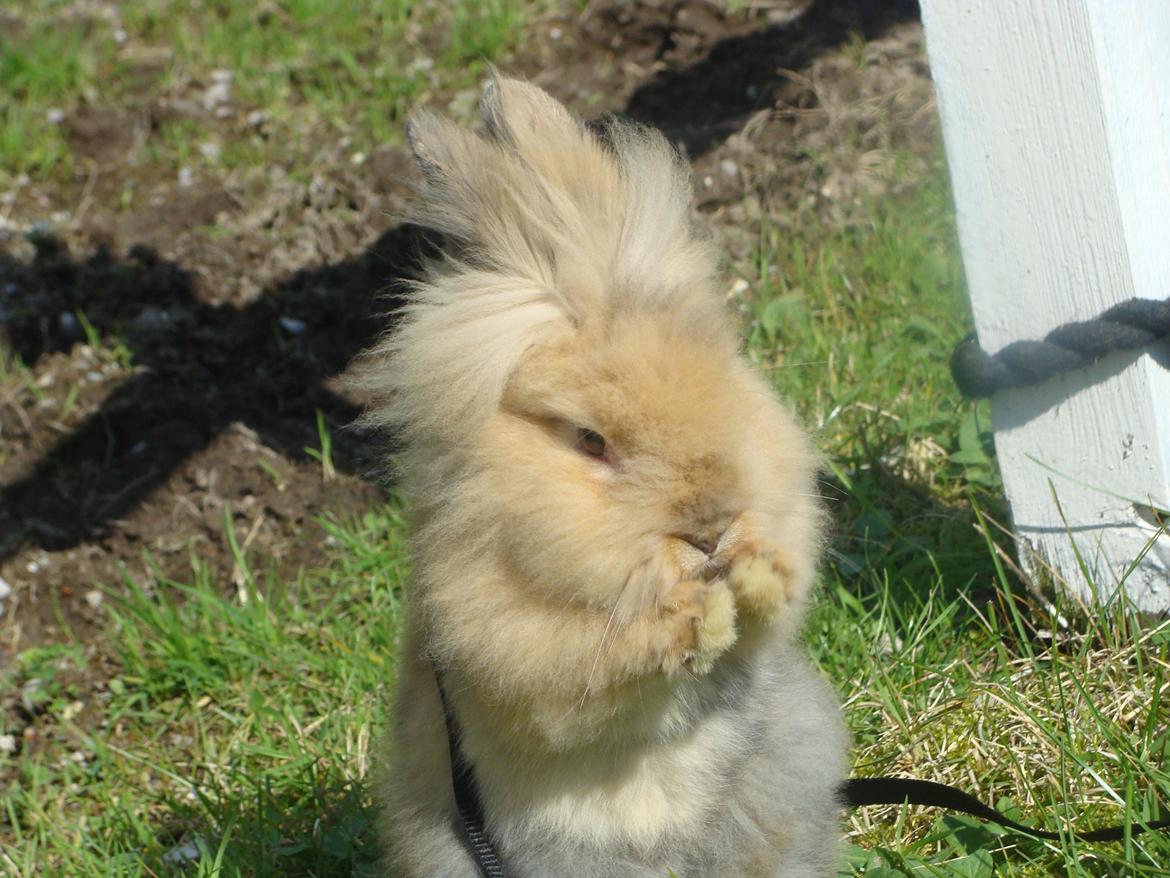 Kanin Fluffy billede 1