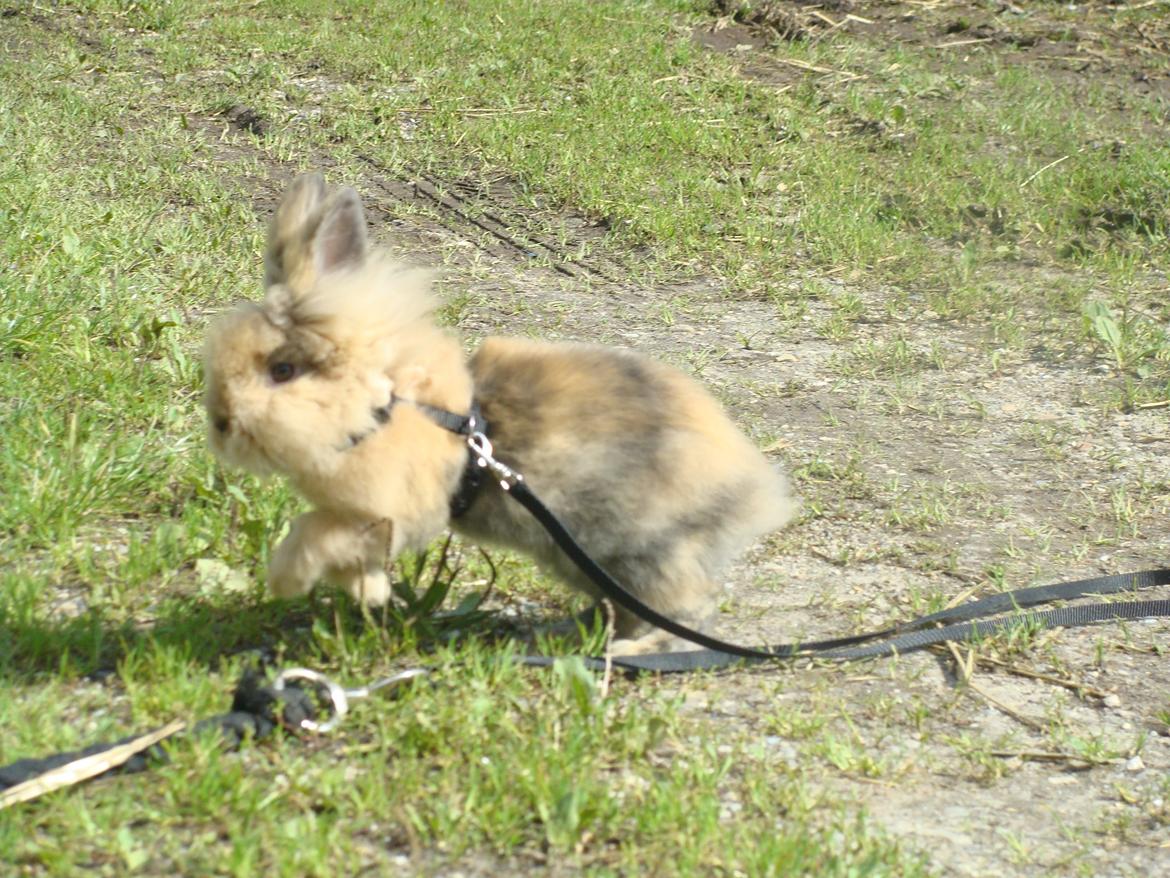 Kanin Fluffy billede 13