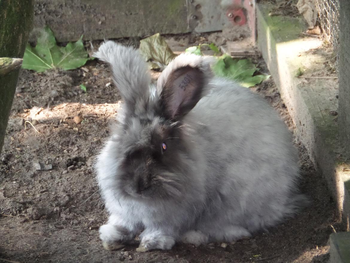 Kanin Naomi <3 (Angora) - 21 august 2014 billede 11