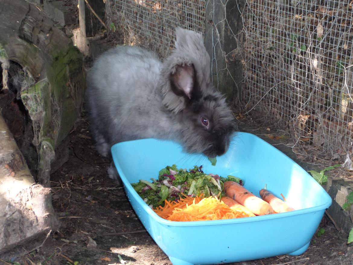 Kanin Naomi <3 (Angora) - 21 august 2014 billede 26