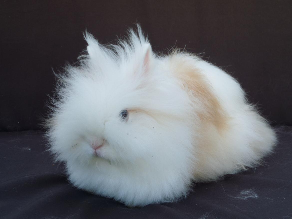 Kanin Emma von den pfotenvilla <3 - 28 august 2014 billede 5