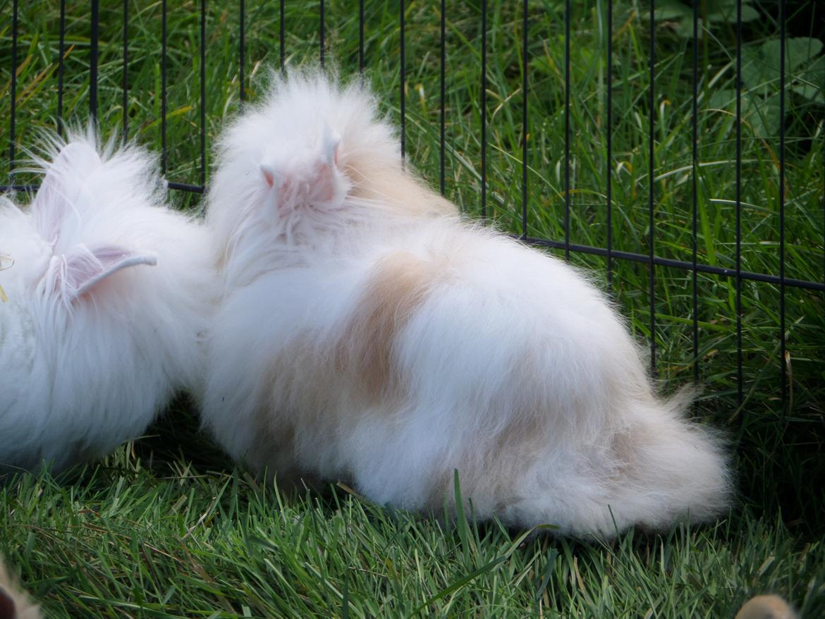 Kanin Emma von den pfotenvilla <3 - 26 august 2014 billede 8