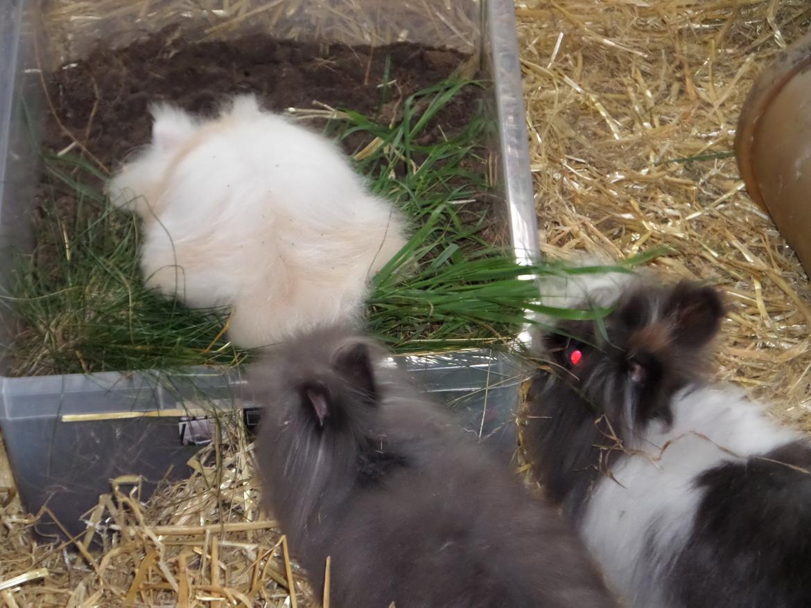 Kanin Emma von den pfotenvilla <3 - 10 august 2014 billede 15