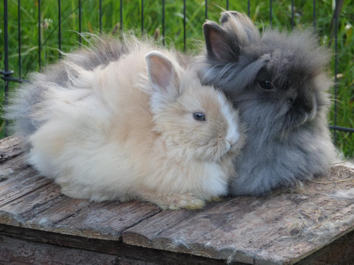 Kanin Sinikki von den Treenehasen <3 - Sinikki passer på lille Electra <3 28 august 2014 billede 2