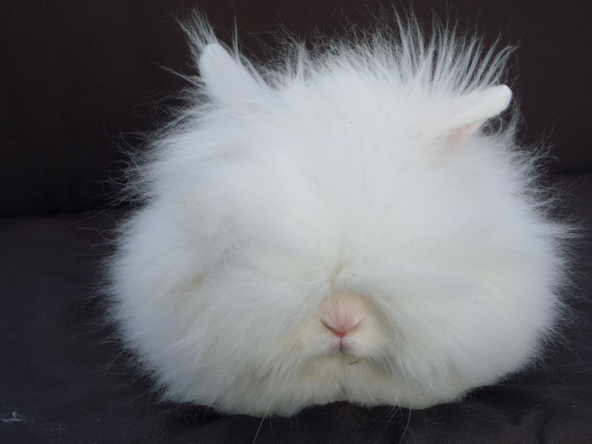 Kanin Grays von den Teddyranch. 23/4 - 28 august 2014 billede 20