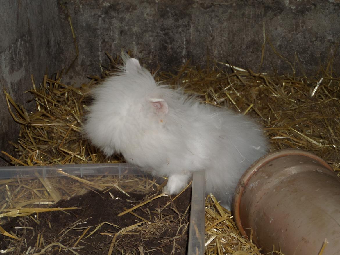 Kanin Grays von den Teddyranch. 23/4 - 16 august 2014 billede 5