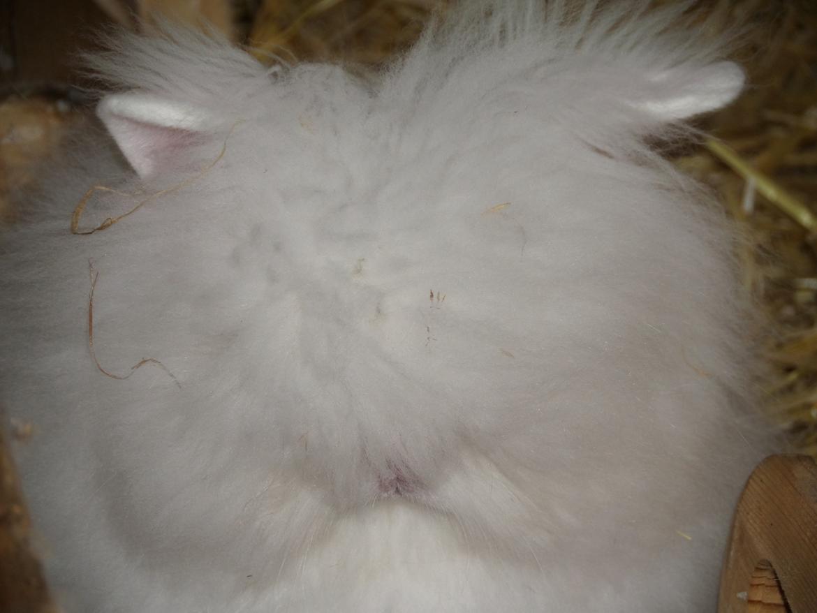 Kanin Grays von den Teddyranch. 23/4 - 16 august 2014 billede 12