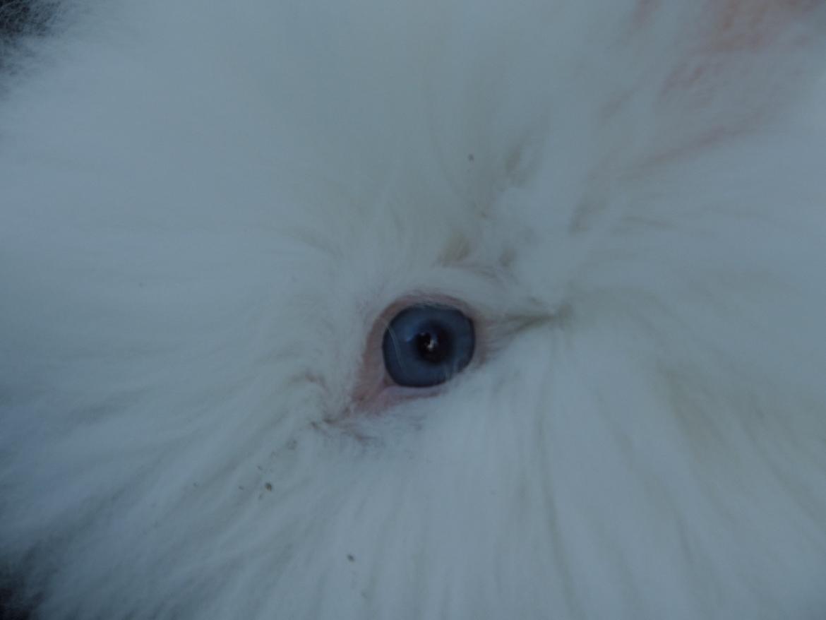 Kanin Grays von den Teddyranch. 23/4 - 28 august 2014 billede 10