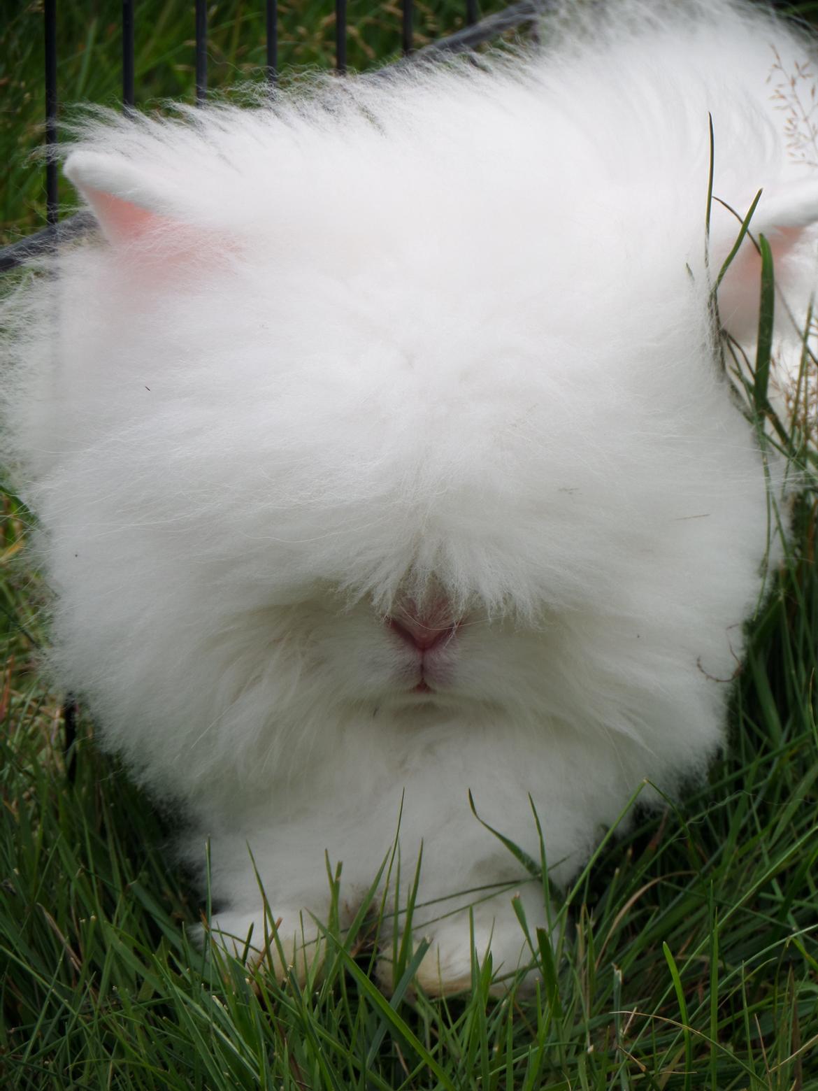 Kanin Grays von den Teddyranch. 23/4 - 7 august 2014 billede 3