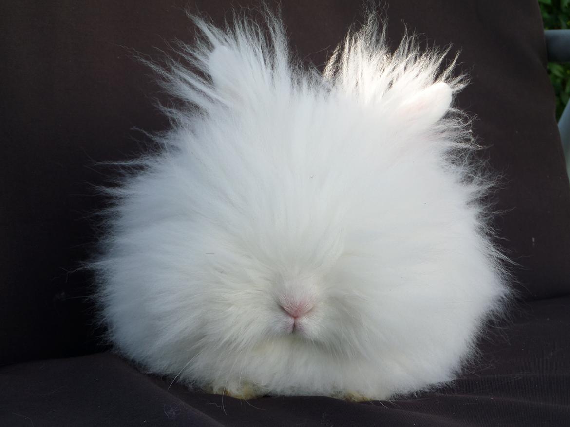 Kanin Grays von den Teddyranch. 23/4 - 4 sep 2014 billede 24