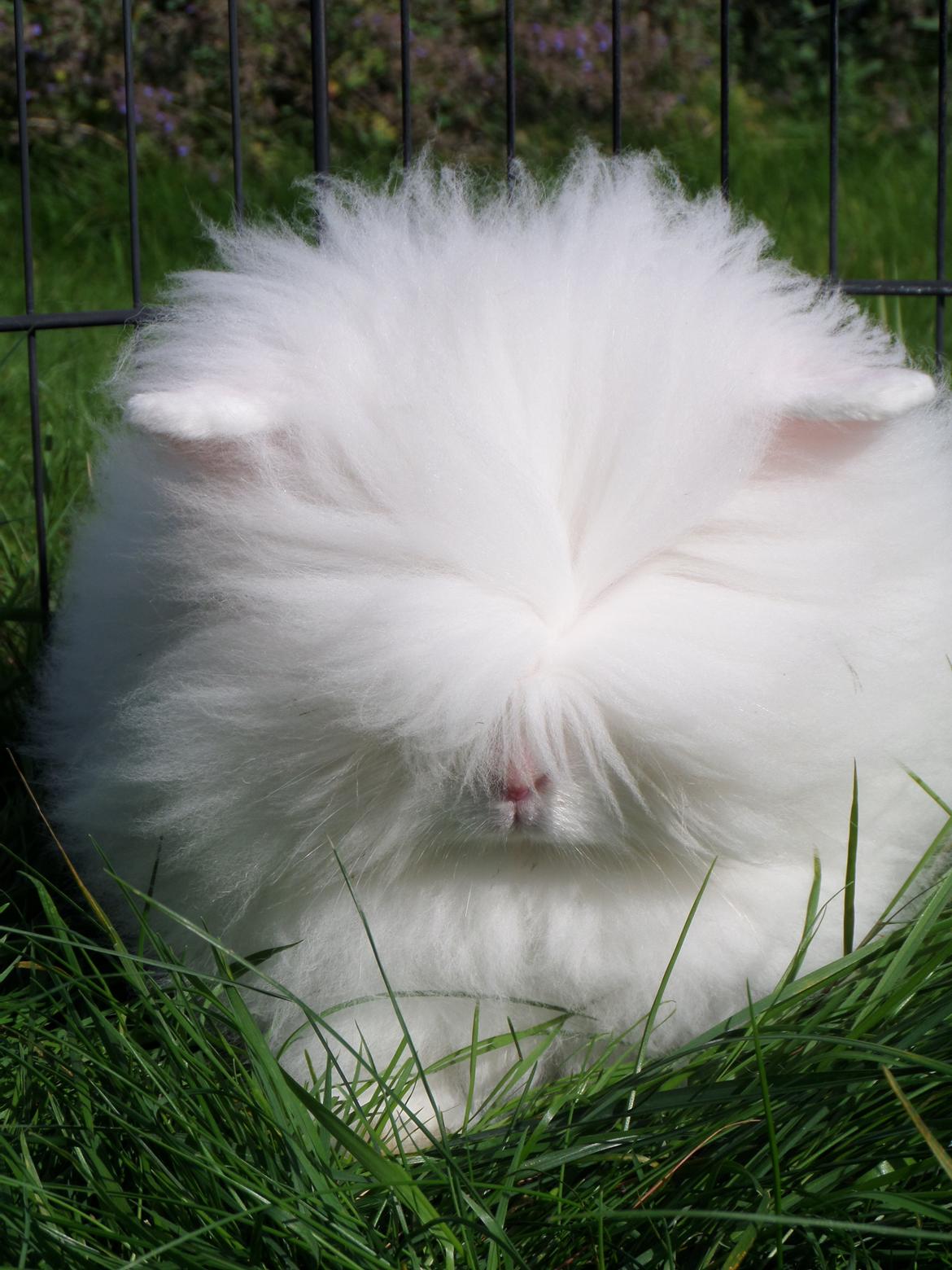 Kanin Grays von den Teddyranch. 23/4 - 4 sep 2014 billede 4