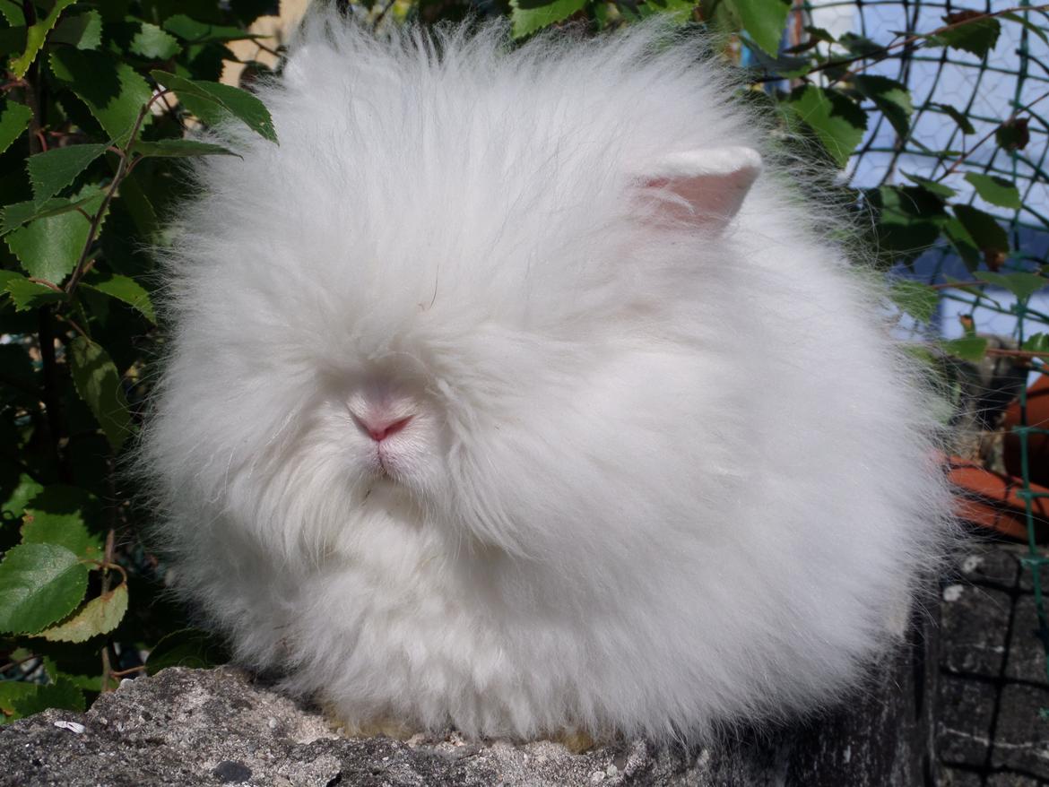 Kanin Grays von den Teddyranch. 23/4 - 29 juli 2014 billede 1