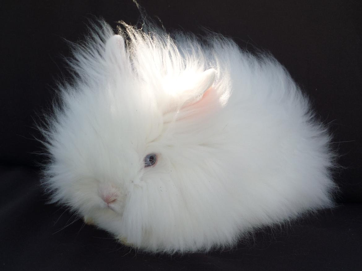 Kanin Grays von den Teddyranch. 23/4 - 4 sep 2014 billede 17