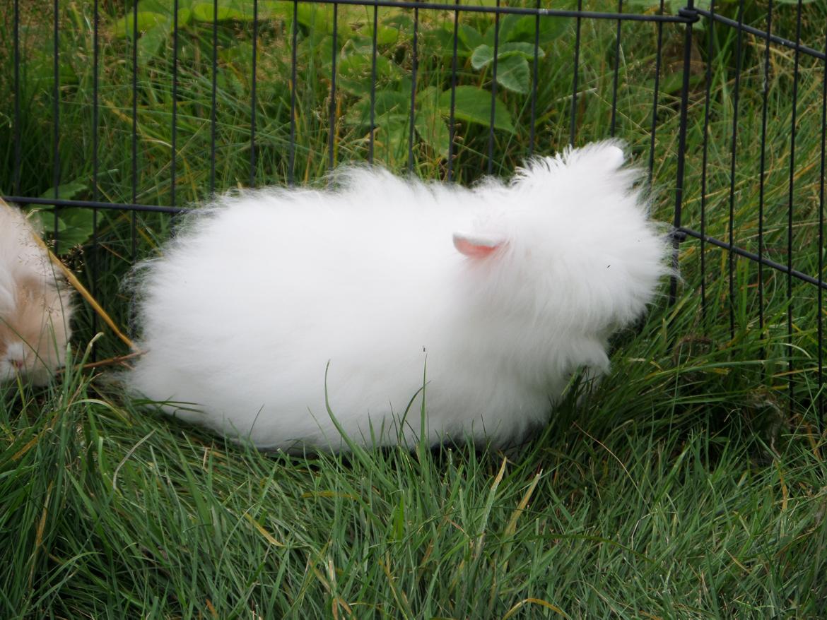 Kanin Grays von den Teddyranch. 23/4 - 7 august 2014 billede 11
