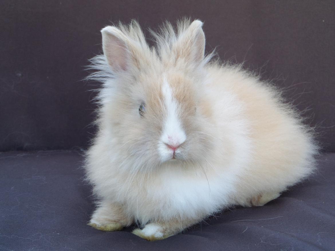 Kanin Bjørnholts Electra <3 23/5 - 28 august 2014 billede 23