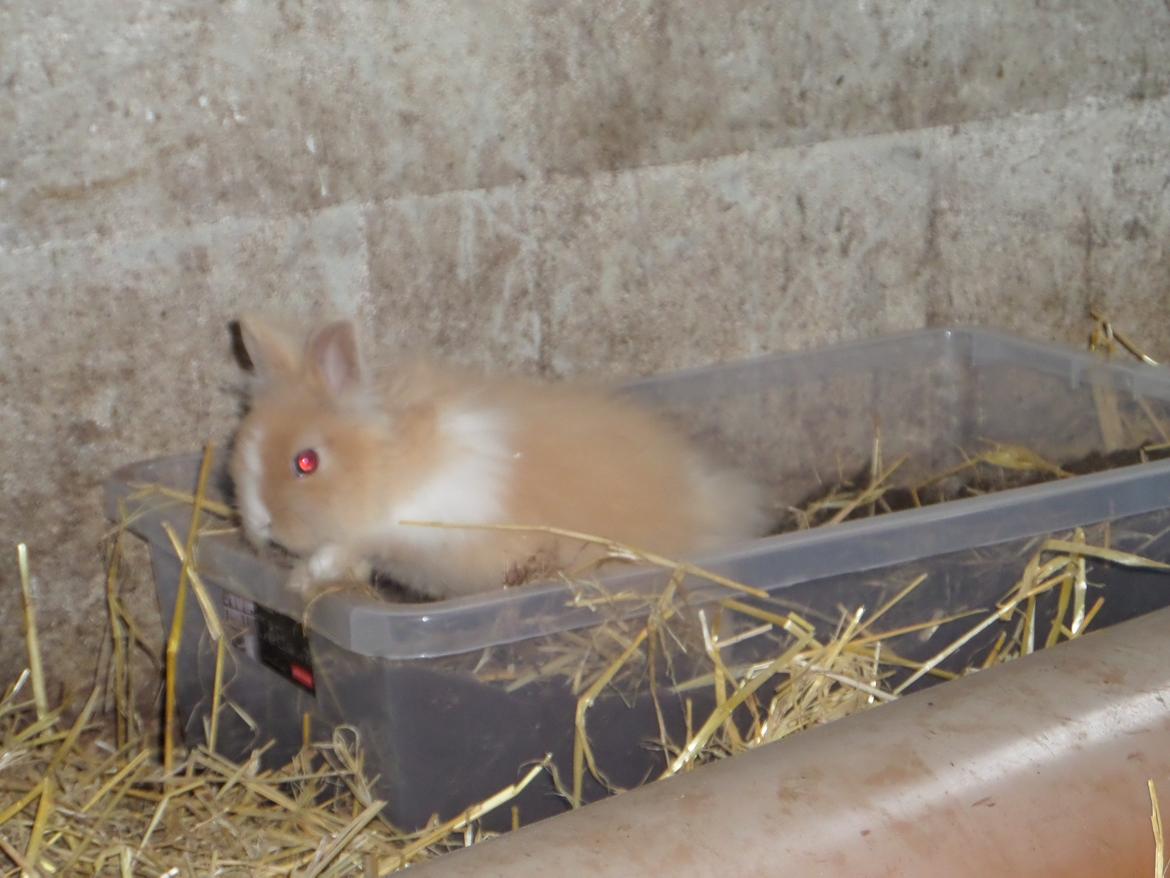 Kanin Bjørnholts Electra <3 23/5 - 16 august 2014 billede 16