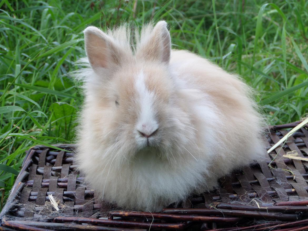 Kanin Bjørnholts Electra <3 23/5 - 20 august 2014 billede 5