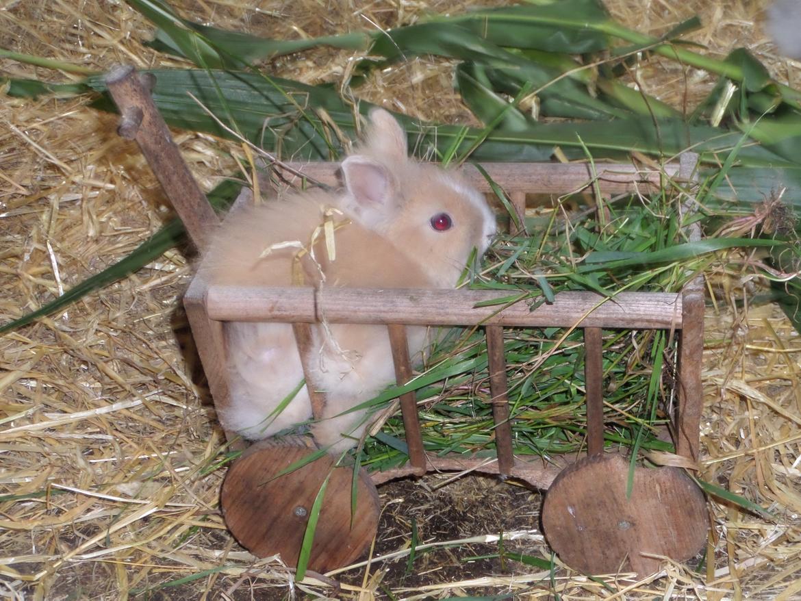 Kanin Bjørnholts Electra <3 23/5 - 20 august 2014 billede 15