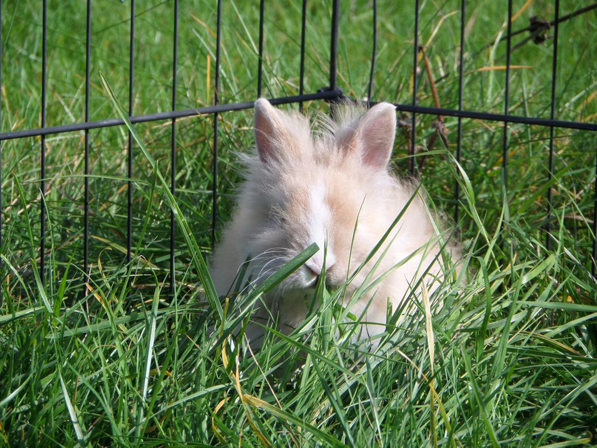 Kanin Bjørnholts Electra <3 23/5 - 4 sep 2014 billede 11